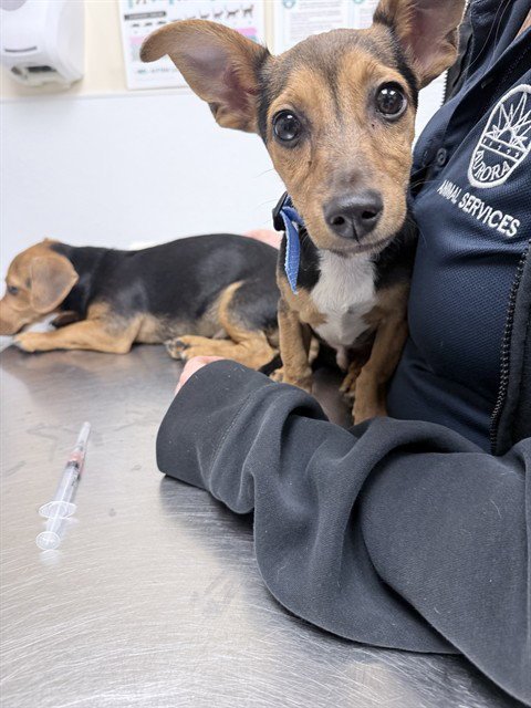 LUCA - Dachshund / Miniature Pinscher available for adoption