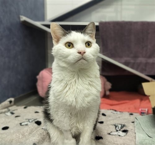 BELLA - Domestic Long Hair available for adoption