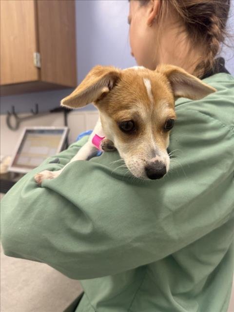 APRICOT - Jack Russell Terrier (Parson Russell Terrier) / Chihuahua available for adoption