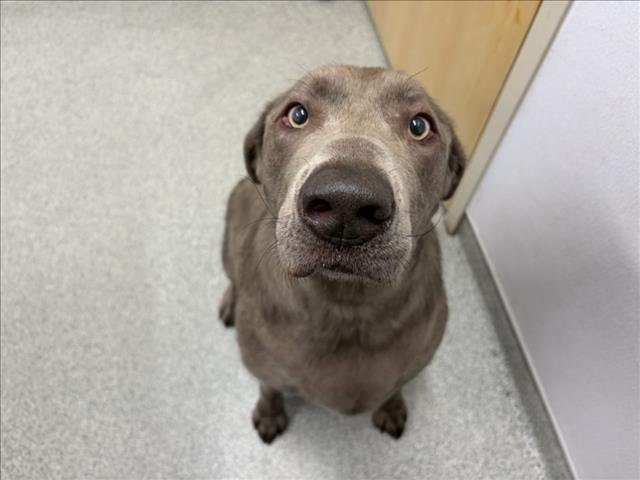 CHLOE - Labrador Retriever available for adoption