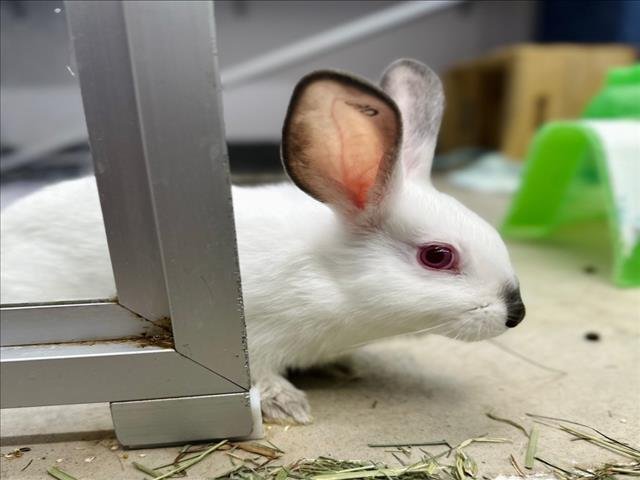 TREASURE - Shorthaired Rabbit / English Spot available for adoption