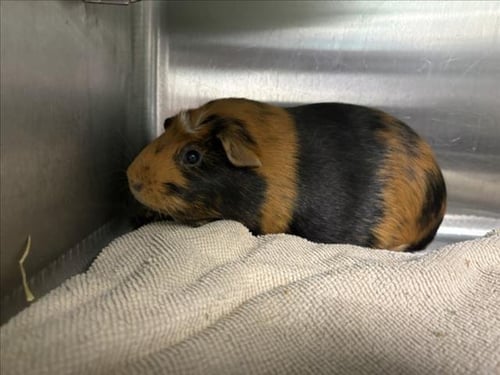 COCO - Guinea Pig available for adoption
