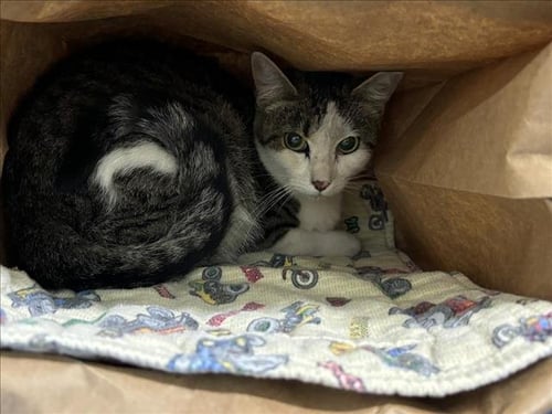 LITTLE GIRL - Domestic Short Hair for adoption in Fort Collins