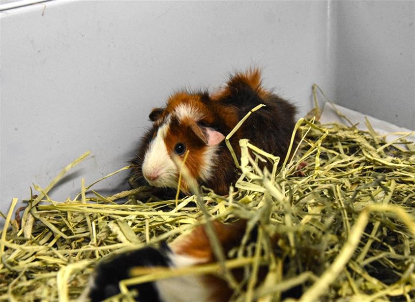 POOFY - Guinea Pig available for adoption