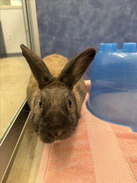 FERBERT - Shorthaired Rabbit available for adoption