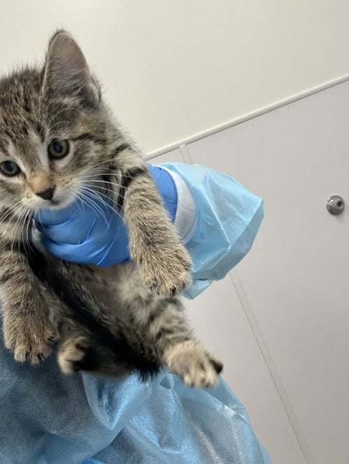 CEREBRUM - Domestic Short Hair available for adoption