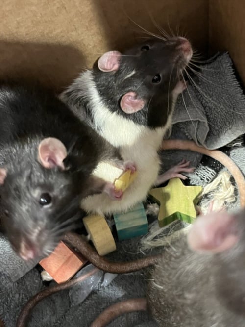 SIKA - Rat available for adoption
