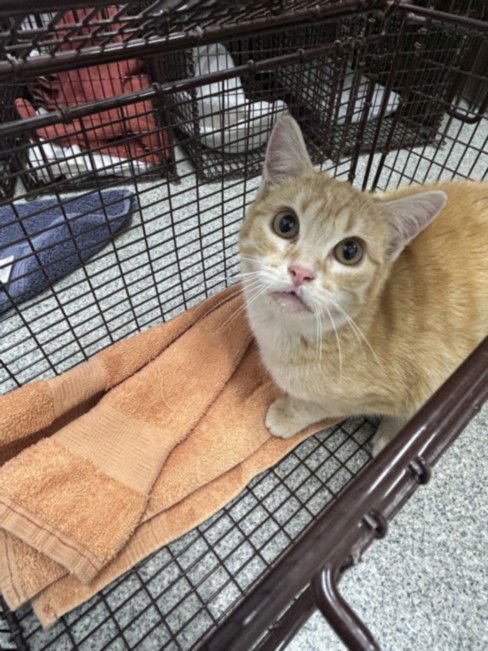 COBY - Domestic Short Hair available for adoption