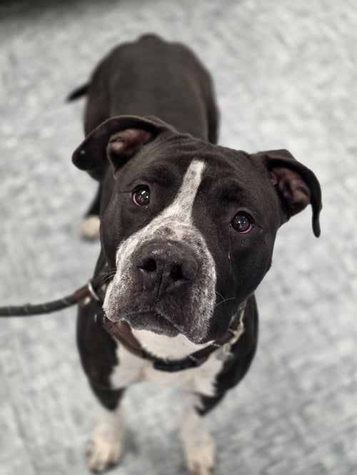 LUCKY - Pit Bull Terrier available for adoption