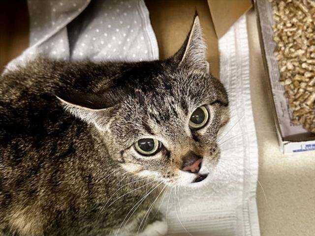 SAPA - Domestic Short Hair available for adoption