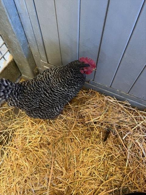 MINNIE - Chicken available for adoption