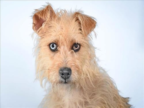 JOEY - Cairn Terrier available for adoption