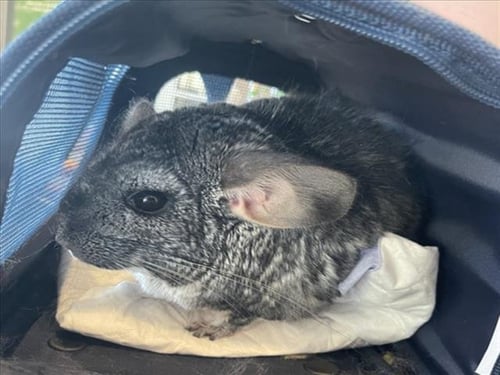 SPARKLEY - Chinchilla available for adoption