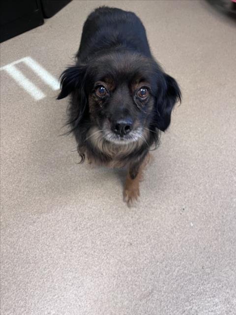 CINNAMON-ROLL - Tibetan Spaniel available for adoption