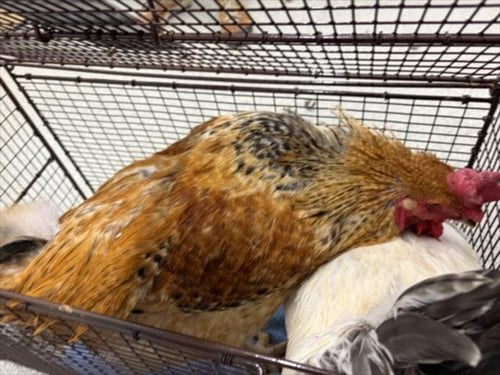 CRACK - Chicken available for adoption