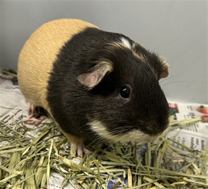 PENELOPE - Guinea Pig available for adoption