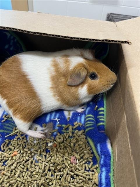 BEN - Guinea Pig available for adoption