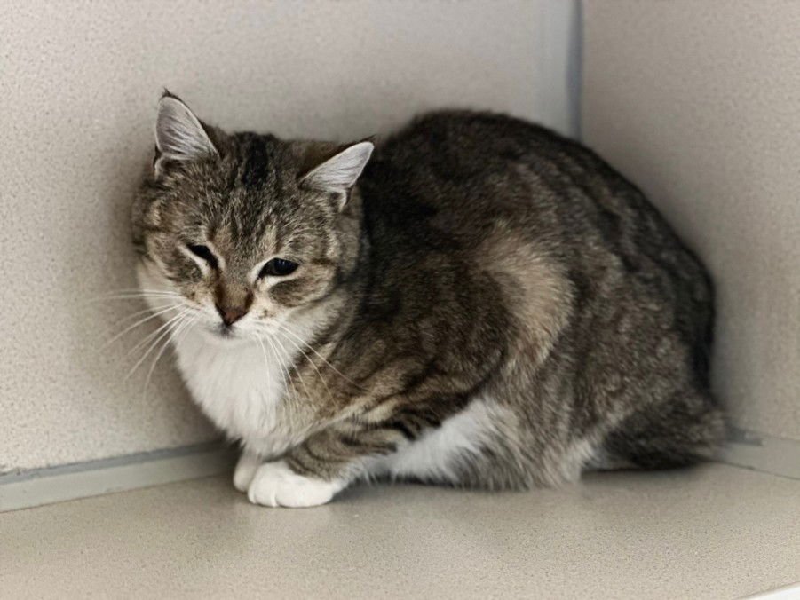 ATHENA - Domestic Short Hair available for adoption