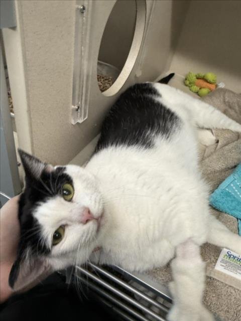 LITTLE - Domestic Short Hair available for adoption
