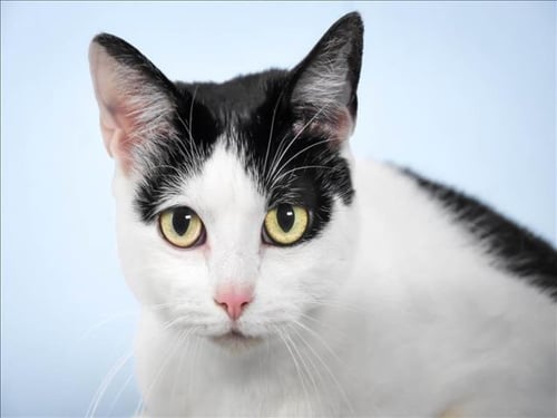 LITTLE - Domestic Short Hair available for adoption