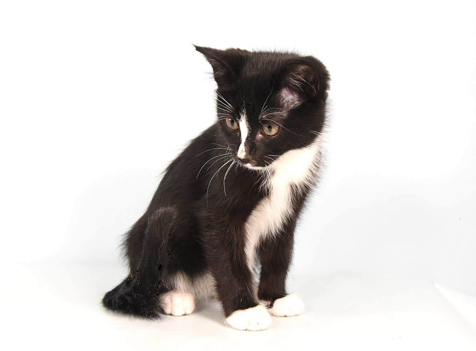 CHESTER - Domestic Short Hair available for adoption