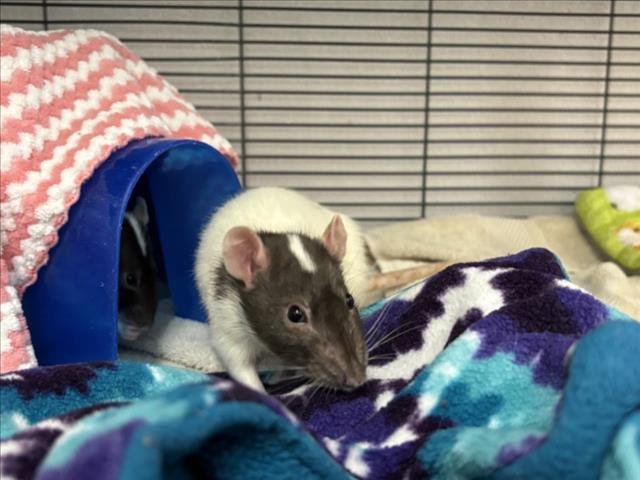 DELILAH - Rat available for adoption