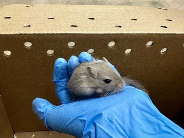 BLEU - Gerbil available for adoption
