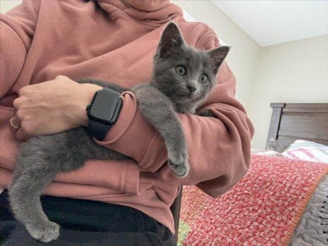 PEBBLE - Domestic Short Hair available for adoption