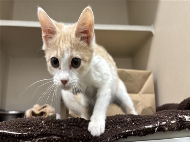 SOYBEAN - Domestic Short Hair available for adoption