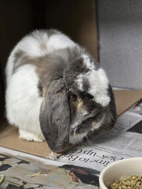 PICKLE - Shorthaired Rabbit / Holland Lop available for adoption
