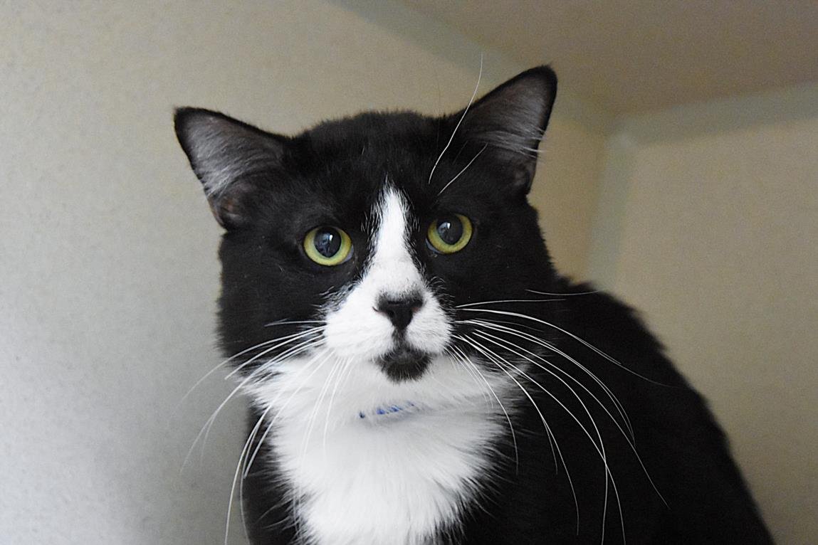 VADER - Domestic Short Hair available for adoption