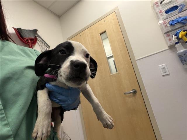 THUMBELINA - German Shorthaired Pointer available for adoption