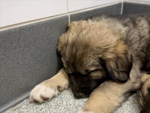 RAGNAR - German Shepherd Dog / Labrador Retriever available for adoption