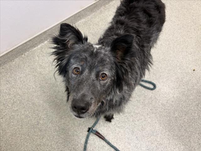 SMOKEY - Border Collie available for adoption