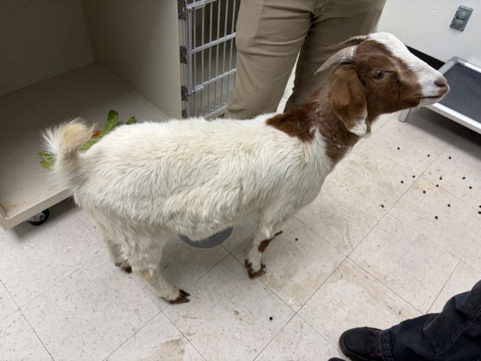PORKY - Goat available for adoption