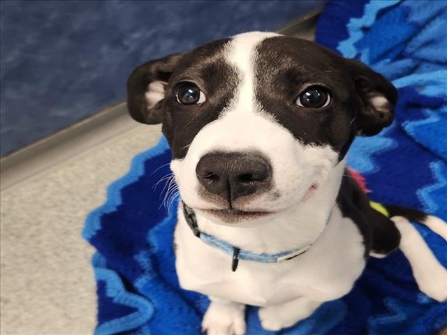 LILA - German Shorthaired Pointer available for adoption