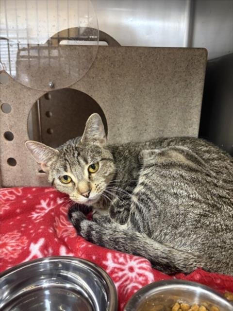 YULE - Domestic Short Hair available for adoption