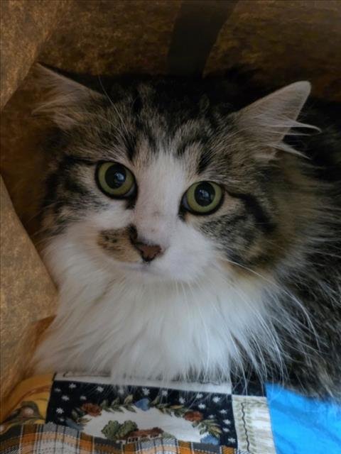 CATHY - Domestic Long Hair available for adoption