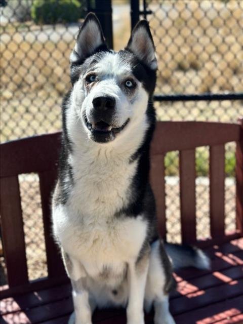 MYLO - Siberian Husky available for adoption