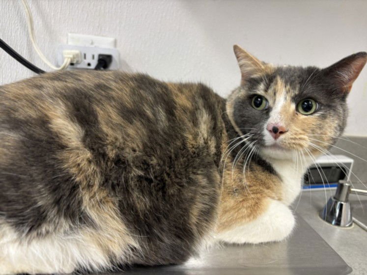 CALI - Domestic Short Hair available for adoption