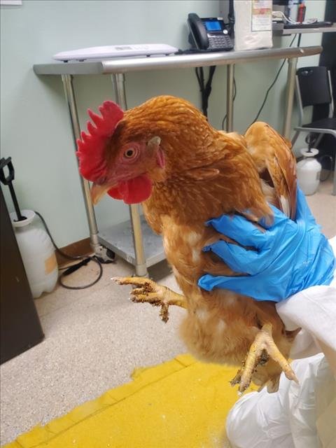 TIANA - Chicken available for adoption