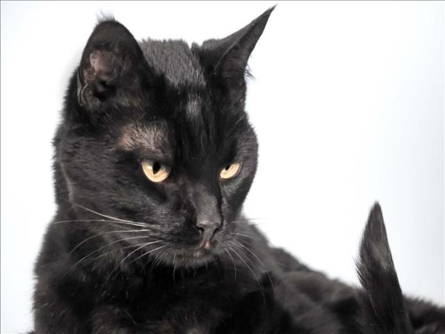 ALBERT - Domestic Short Hair available for adoption