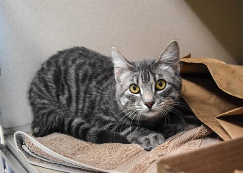 SPARROW - Domestic Short Hair available for adoption