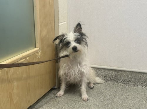 NUGGET - Maltese / Rat Terrier available for adoption