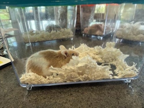BUTTERS - Mouse available for adoption