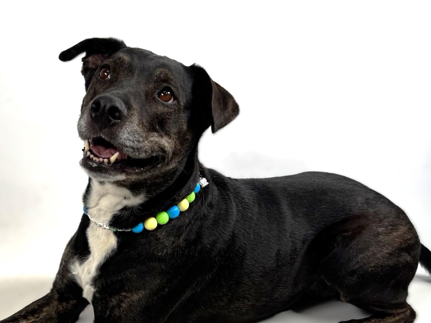 ECHO - American Pit Bull Terrier available for adoption