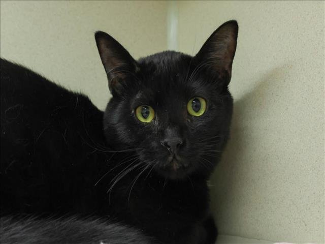 GARRETT - Domestic Short Hair available for adoption