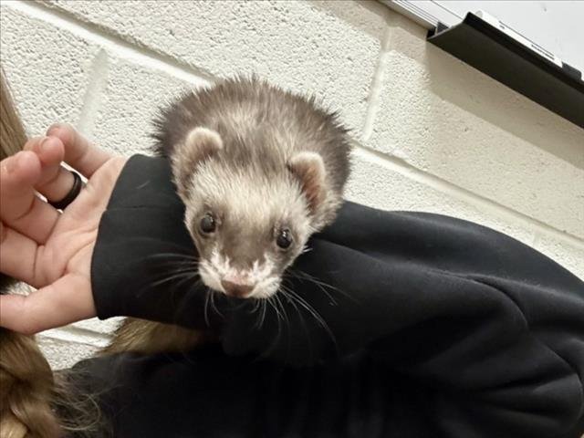 CHOCOLATE - Ferret available for adoption