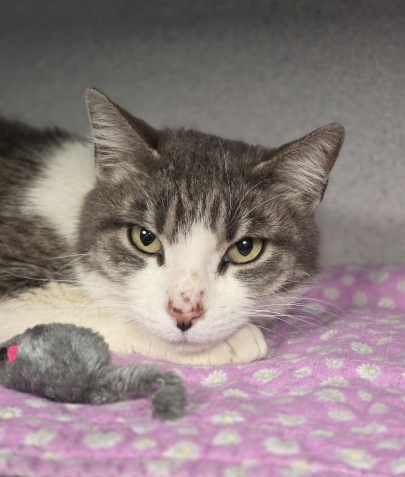 PRECIOUS - Domestic Short Hair available for adoption