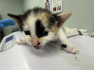 GINGER - Domestic Short Hair available for adoption